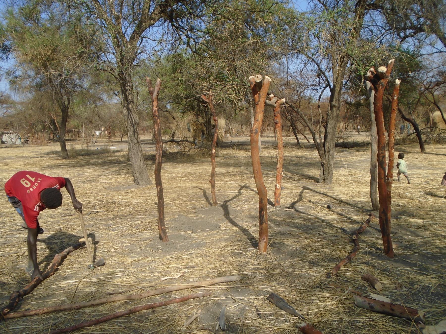 Some families who moved to high ground cut trees to build some temporal shelter 